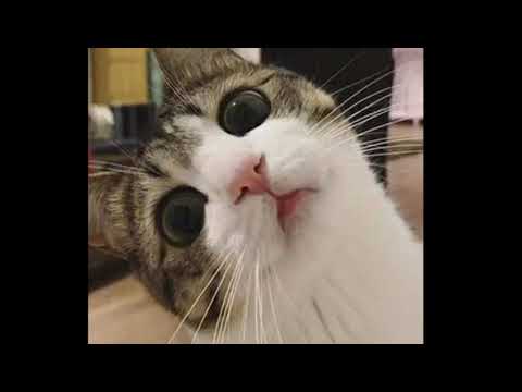 BRAHMS - new song 2019