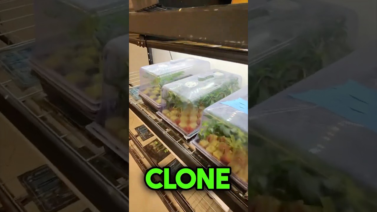 Cloning Big Healthy Mothers #garden #farming #viral #420 #gardeningtips #texas #growyourown