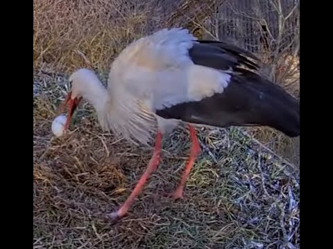 Baltie stārķi Tukuma novadā, 2021