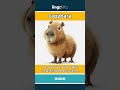 capybara - a large, gentle animal that... video thumbnail