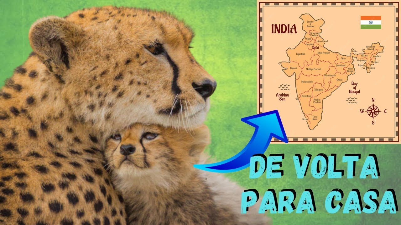 AS CHITAS ESTÃO VOLTANDO PARA A NATUREZA DA ÍNDIA! DEPOIS DE MAIS DE 70 ANOS OS GUEPARDOS RETORNARAM