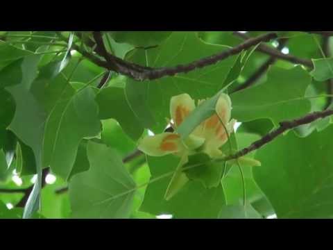 チューリップの木 植物