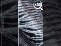 Pigeon Feather in x100 Magnification