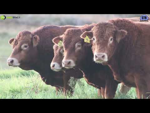 Stey Braes 25th Annual Production Auction 2022 - Limousin Promotional Video