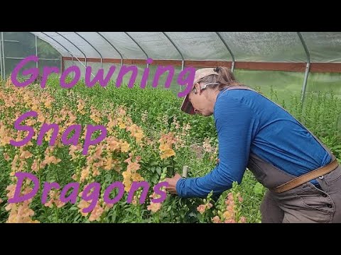 Growing and Harvesting Snapdragons for Cut Flower Production