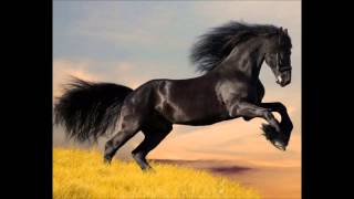 WILD HORSE ROD STWEART