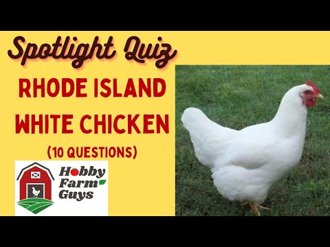 , title : 'Rhode Island White Chicken Spotlight Quiz'