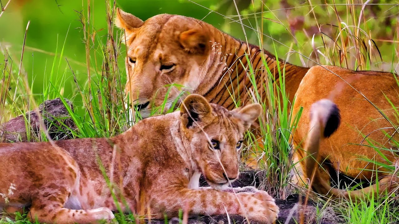 Kidepo Valley National Park: Uganda's Untamed, Raw & Virgin Wilderness.