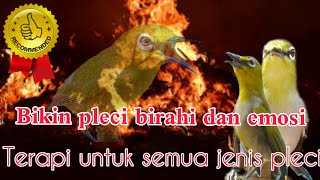 Download lagu Denger ini semua pleci akan gacor || terapi pembakar birahi dan emosi pleci || mp3