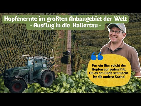 #Hop harvest in #Hallertau: Below-average yield expected!