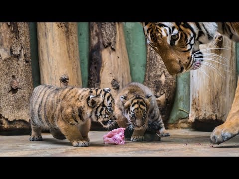Mláďata tygra malajského v Zoo Praha