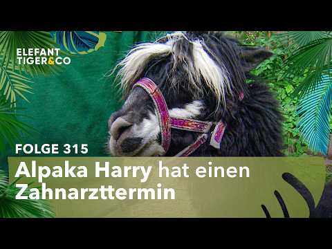 Zahnprobleme nun auch bei Alpaka Harry (Folge 315) | Elefant, Tiger & Co. | MDR