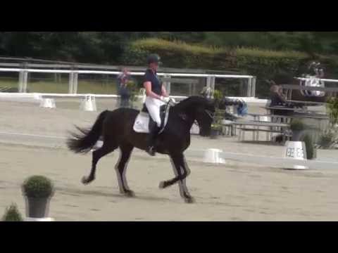 ROCK FOREVER II & Anka Wilting - 2. Sichtung zur WM der Jungen Dressurpferde 2016