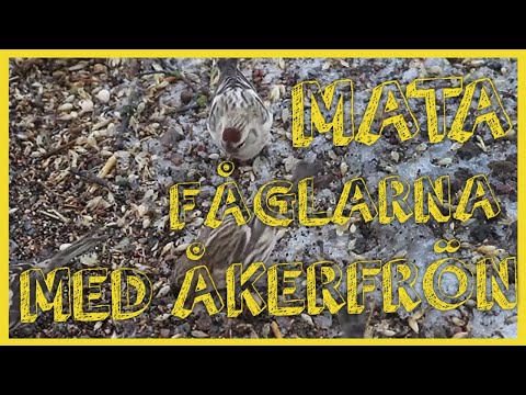 Mata fåglarna med åkerfrön - den naturliga fågelmatningen!