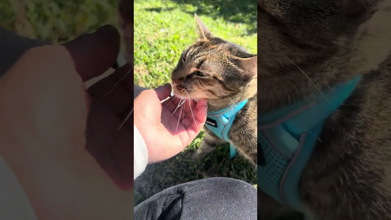 Cleo, a Adoptable Torbie in Omaha, NE video 5/5