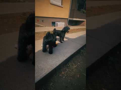 Miniature Schnauzer puppy for sale