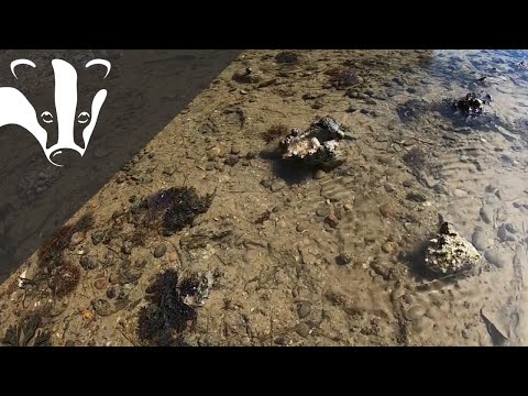 The Essex Coastal Challenge - Shoresearch at Southend Pier