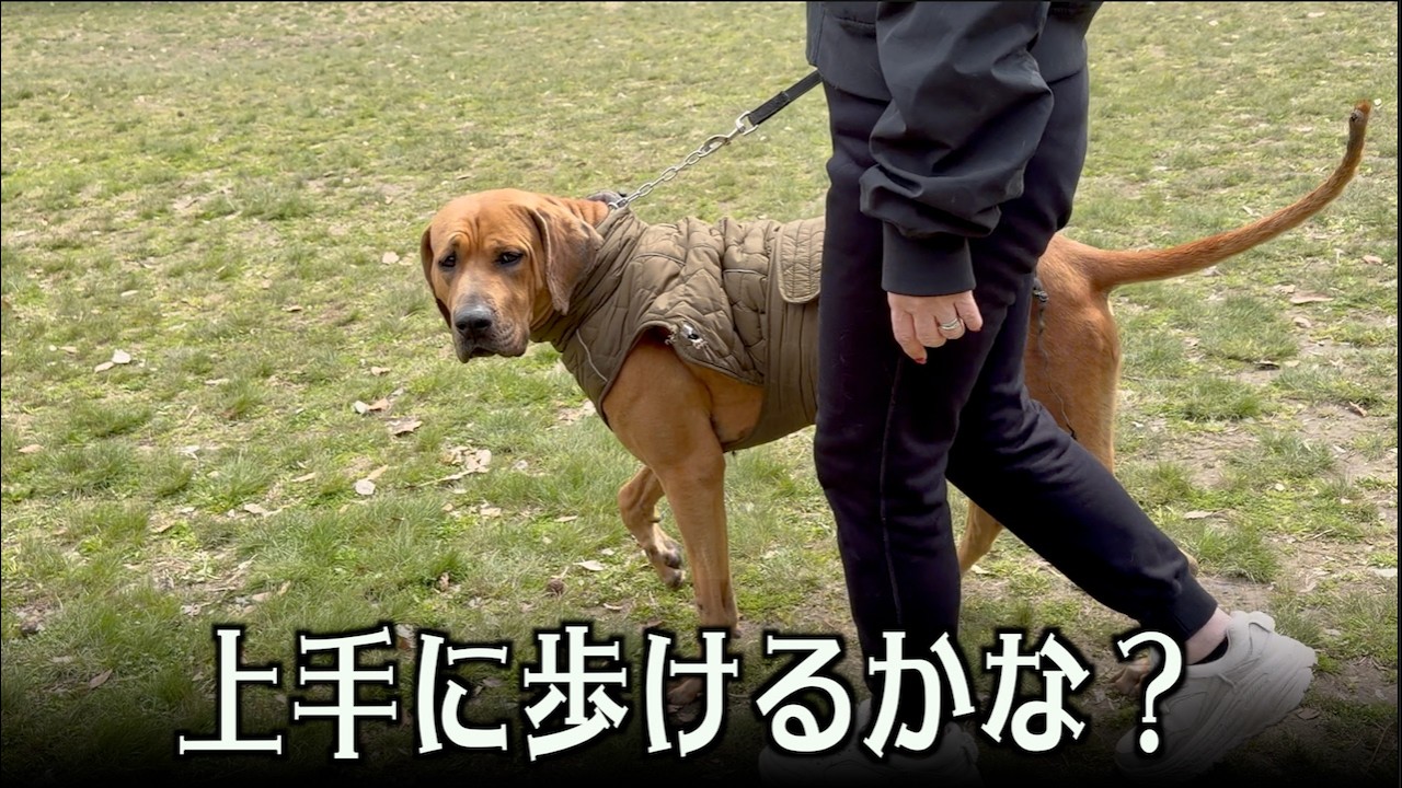 土佐犬の飼い主さんにメイプルを見てもらった