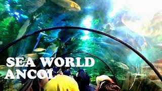 Download lagu Mengenal kehidupan bawah laut di AQUARIUM Raksasa | SEA WORLD ANCOL mp3 Download lagu Mengenal kehidupan bawah laut di AQUARIUM Raksasa | SEA WORLD ANCOL mp3