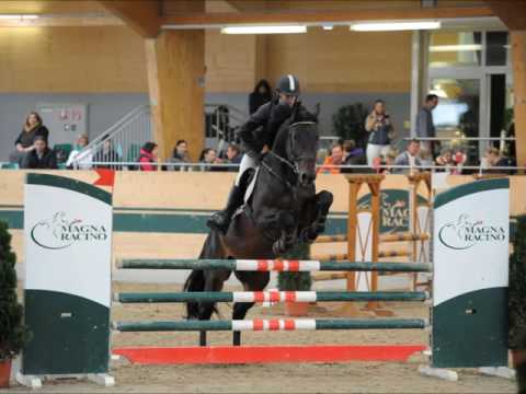 Cezaro x Corleone x Rapallo - Cezalone gekörter Hengst