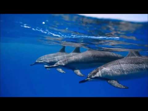 2017 Dream dance/trance classics remix Part II