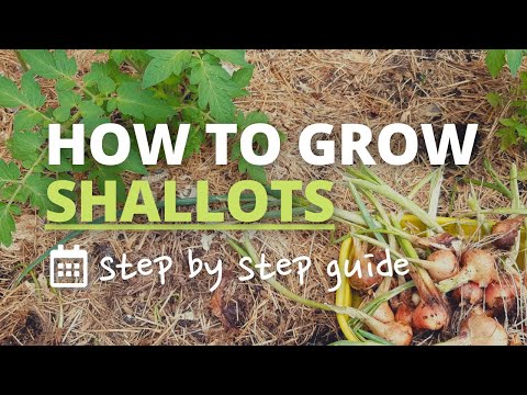 How to Grow Shallots