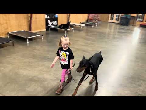Working With Small Children "Grover" 16 Months Old.