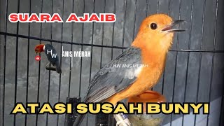 Download lagu Bohong Kalau Gak Nyaut ‼️ Suara Ajaib Anis Merah Atasi Susah Bunyi macet/stres/bisu mp3 Download lagu Bohong Kalau Gak Nyaut ‼️ Suara Ajaib Anis Merah Atasi Susah Bunyi macet/stres/bisu mp3