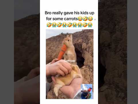 😱😭#shorts #viral #funny #food #cat #turkey #rabbit #bunny #istanbul #voiceover #carrot #gohard #ique