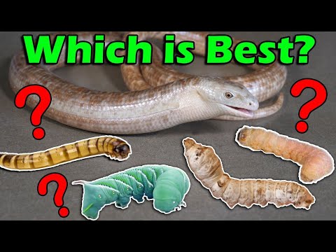 Which Feeder Worms are Best for your Reptile?