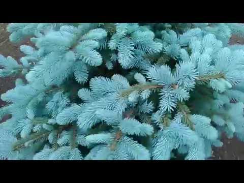 園芸 コロラドスプルース、ブルーモミ、ブルースプルース