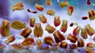 Getting rid of flat worms in a coral reef tank