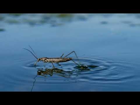 Walking on Water: The Graceful Legs of the Water Strider