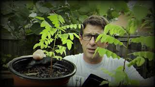 How to Grow the Amazing Star Fruit Tree from SEEDS in Zone 10A!