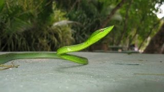 Costa Rican Vine Snake