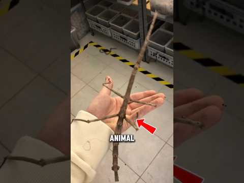 Animals You Can’t See 👀#shorts