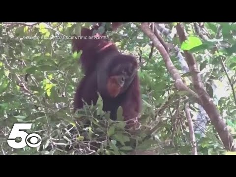 Scientists Witness Major Medical Breakthrough in Wild Apes