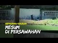 Viral Video Asusila Diduga Di Persawahan Belakang Soto Sawah Polsek Colomadu Beri Tanggapan