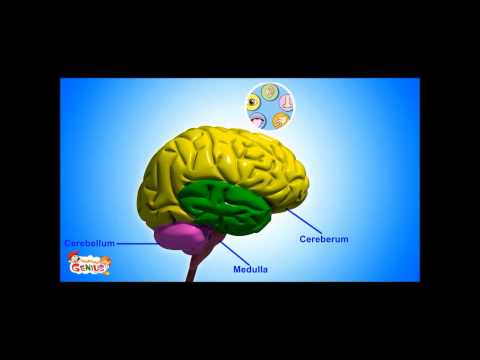 Cerebrum - Functions Video for kids by makemegenius.com