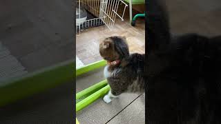 【猫多頭飼い】帰宅後の猫たち #日常vlog #猫との暮らし #猫かわいい