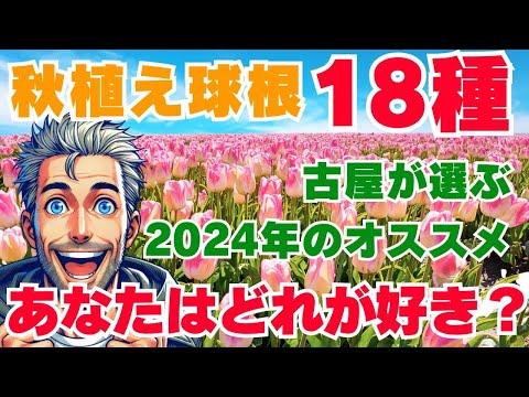 園芸 ロックチューリップ、ペルシャチューリップ、ラディッシュチューリップ