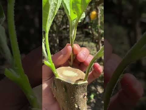 -L' ALBERO DI MELANZANE- innesto di melanzane su solanum chrysotrichum