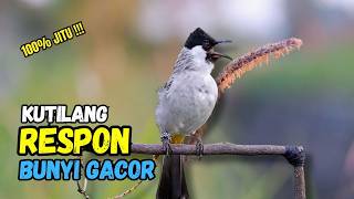Download lagu Suara Burung Kutilang Gacor Garuda Paling Ampuh Untuk Masteran Dan Pikat mp3 Download lagu Suara Burung Kutilang Gacor Garuda Paling Ampuh Untuk Masteran Dan Pikat mp3