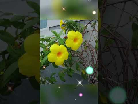 🍀🌿☘️🌱🌳🌲🌹🌷🌺🌸