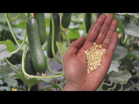 How to Harvest and Save Cucumber Seeds