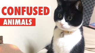 Confused Animals | Funny Pet Video Compilation