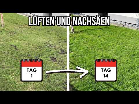 Rasen reparieren in 14 Tagen 🌱 Vorher-Nachher Ergebnis | Vertrockneten Rasen retten