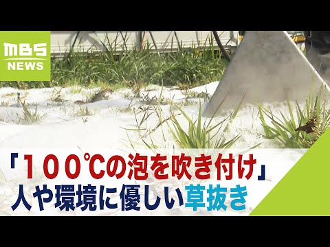 庭に塩をまく：植物にとって有益ですか？  庭園