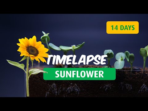 Sunflower Timelapse - 14 Days Growing Germination Microgreen