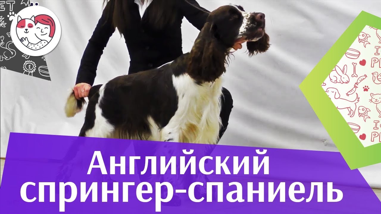 Английский спрингер-спаниель на ilikepet. Особенности породы, уход